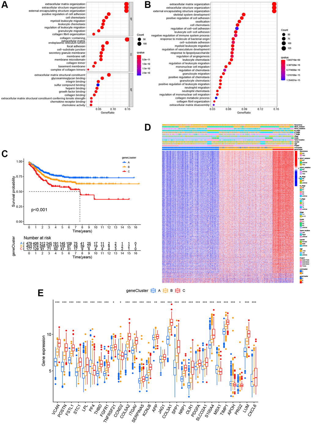 Identification of gene subgroups based on DEGs. (A, B) The bubble graph for Gene Ontology (GO) analysis and the barplot graph for Kyoto Encyclopedia of Genes and Genomes (KEGG) analysis in the two ARG subtypes. (C) Kaplan–Meier curves for the RFS of the three gene subtypes. (D) Relationships between clinicopathologic characteristics and the three gene subtypes. (E) Differences in the expression of 36 ARGs among the three gene subtypes. *P **P ***P 