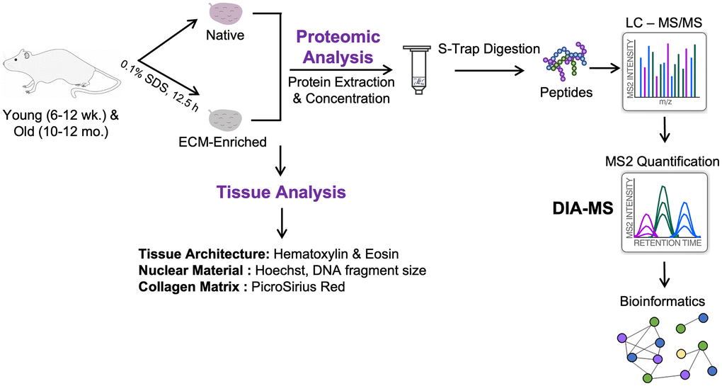 Schematic of workflow. Ovaries were harvested from reproductively young (6–12 weeks) and reproductively old (10–12 months) mice. One ovary per mouse was kept native and the contralateral ovary was enriched for the ECM by treatment with 0.1% SDS for 12.5 h. Native and ECM-enriched ovaries were characterized by H&E, Hoechst, and PSR staining of tissue sections, as well as measurement of DNA fragment size on an agarose gel. Tissue was homogenized and proteins were extracted, digested using S-Trap, and desalted by HLB C18 cartridges. Peptides were analyzed on an Orbitrap Exploris 480 by Data-Independent Acquisition (DIA)-MS to quantify dynamic protein changes across reproductive aging. Raw data were analyzed using Spectronaut and significantly altered proteins were subjected to pathway analysis using ConsensusPathDB-mouse.