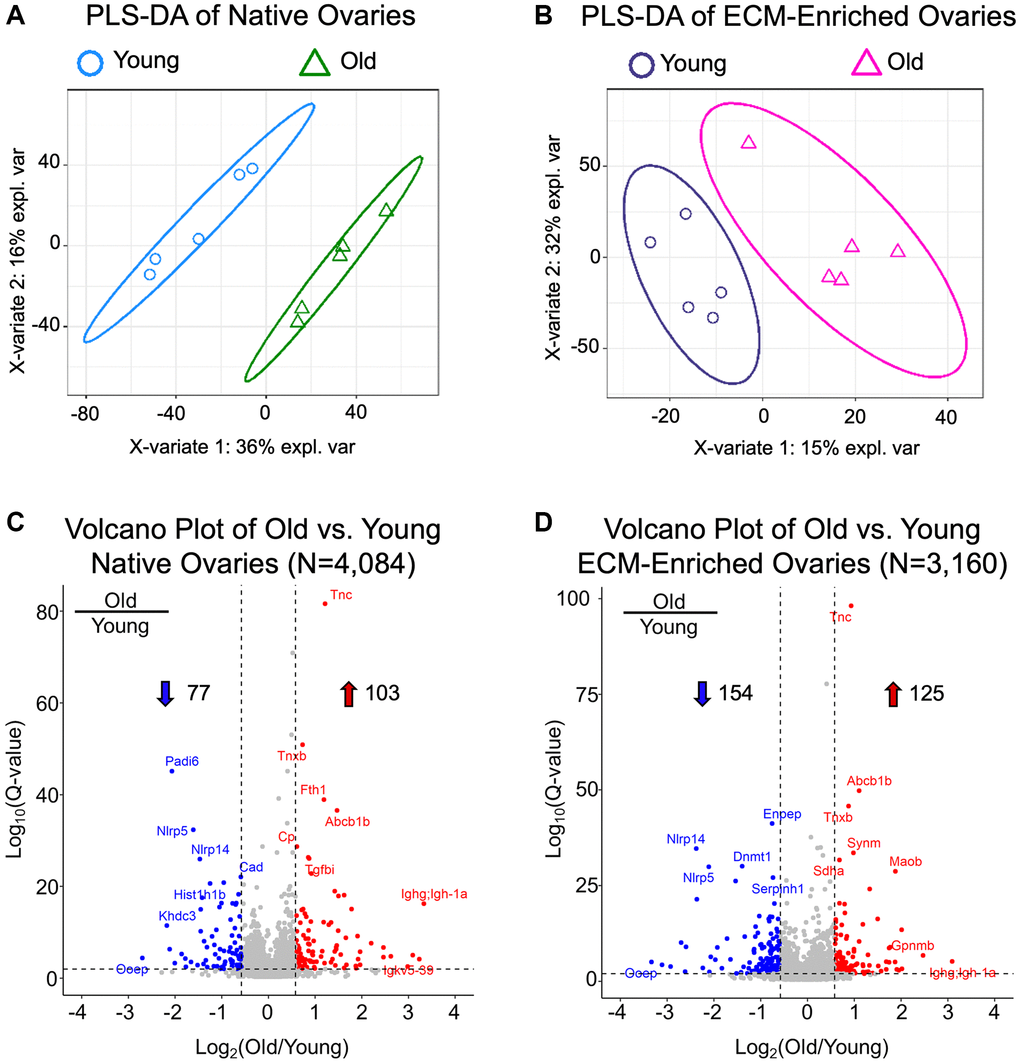 Native and ECM-enriched ovaries have distinct age-associated proteomic signatures. (A, B) Partial least squares-discriminant analysis performed with quantifiable proteins from native (A, N = 4,084) and ECM-enriched (B, N = 3,160) ovaries shows distinct, age-dependent clustering in both native and ECM-enriched conditions. (C, D) Volcano plots of significantly altered proteins comparing (C) old vs. young native ovaries (N = 180) and (D) old vs. young ECM-enriched ovaries (N = 279). In native ovaries, 103 proteins are significantly upregulated and 77 proteins are significantly downregulated with age. In ECM-enriched ovaries, 125 proteins are significantly upregulated and 154 proteins are significantly downregulated with age. Filtering criteria to determine significantly altered proteins are as follows: q-value 2(Old/Young)| > 0.58.