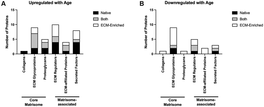 Core matrisome and matrisome-associated proteins are significantly altered in the ovary with advanced reproductive age. Quantification of core matrisome components (collagens, ECM glycoproteins, and proteoglycans) and matrisome-associated proteins (ECM regulators, ECM-affiliated proteins, and secreted factors) that are upregulated (A) and downregulated (B) in the ovary with advanced reproductive age.