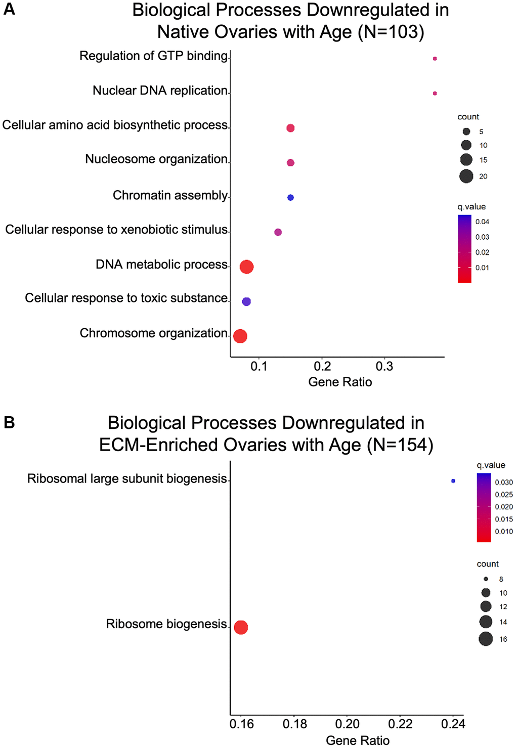 Biological processes associated with genomic stability and proteostasis are downregulated in the ovary with age. GO analysis of proteins significantly downregulated with age from (A) native and (B) ECM-enriched ovaries was performed using consensus pathway database (CPDB) at level 4, q-value 