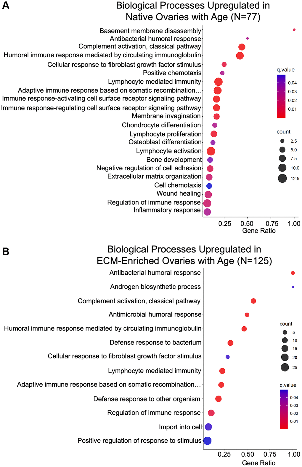 Biological processes associated with inflammation and ECM organization are upregulated in the ovary with age. GO analysis of proteins significantly upregulated with age from (A) native and (B) ECM-enriched ovaries was performed using consensus pathway database (CPDB) at level 4, q-value 