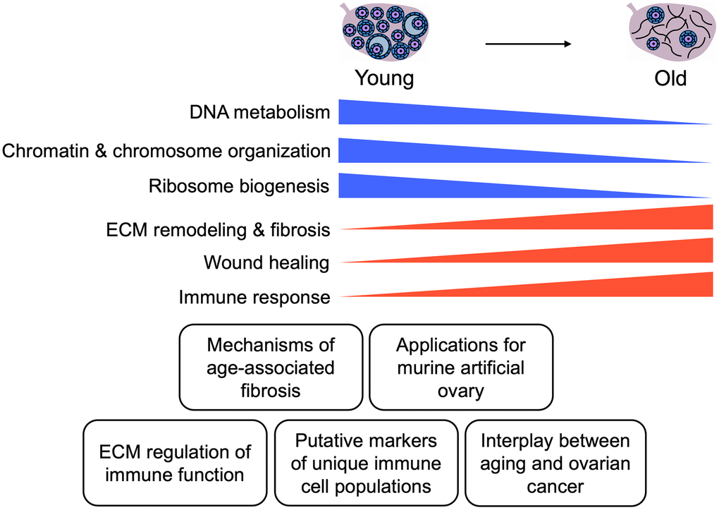 Summary of key findings. Schematic of key pathways significantly altered in the mouse ovary with age and potential applications of these data for future studies.