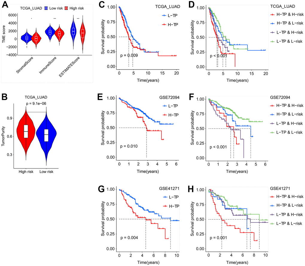 Tumor purity combined with SFTPC-related risk score to evaluate the prognosis of LUAD patients. (A) The immune and stromal scores of LUAD patients in the TCGA