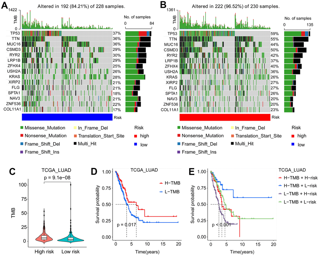 Mutation signatures of LUAD patients. (A, B) Waterfall plots of mutation genes in patients from the TCGA
