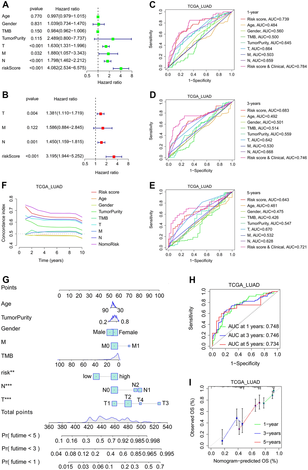 Development and verification of nomogram in LUAD. (A, B) Univariate (A) and multivariate (B) regression analysis related to OS of patients in TCGA