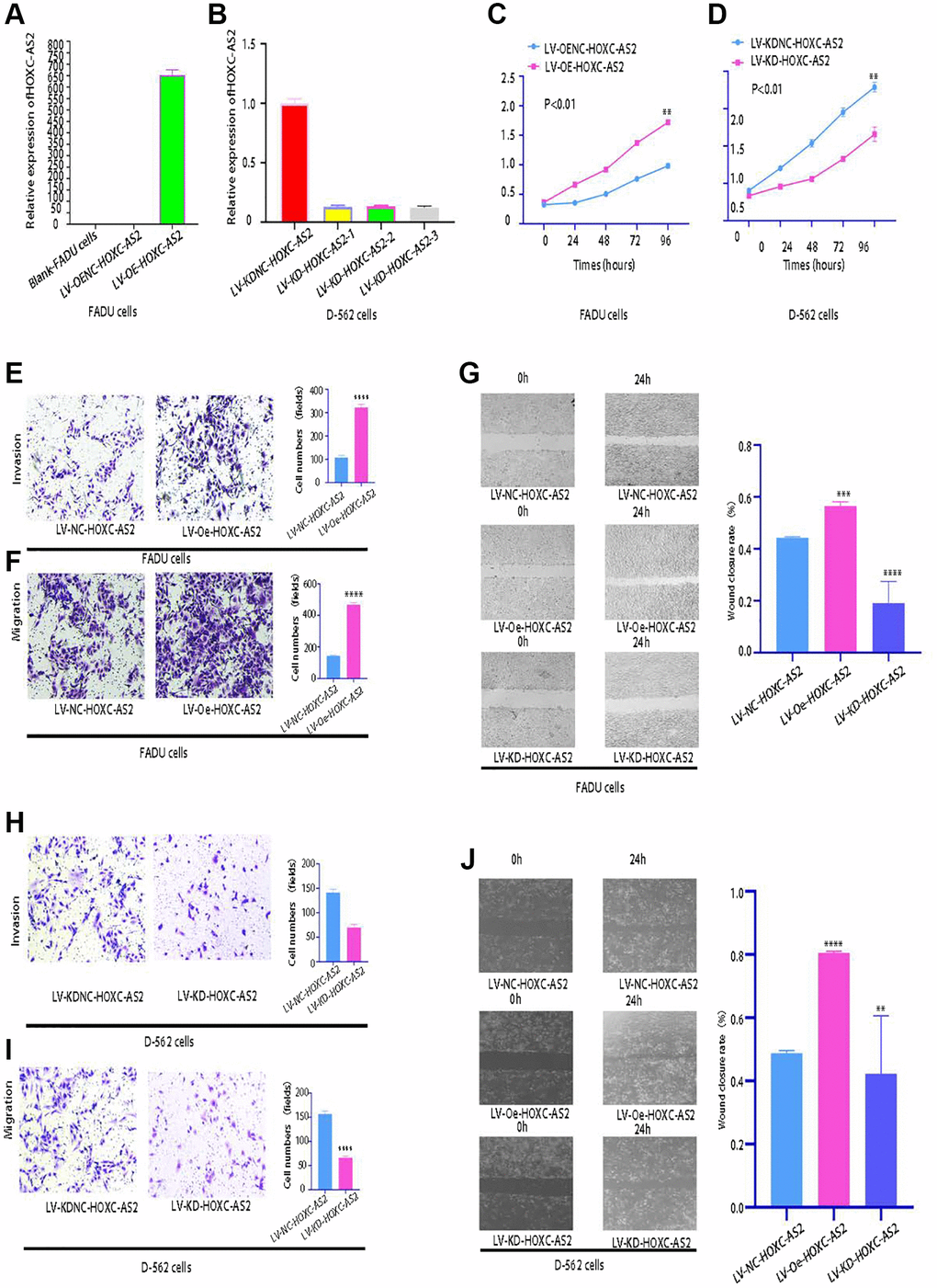 HOXC-AS2 enhanced the viability, invasion, proliferation, and migration of hypopharyngeal cancer cells in vitro (magnification: 200×). The data are shown as the means ± SEMs (n = 3); ∗p ∗∗p ∗∗∗p ∗∗∗∗p A) The overexpression efficiency of LV-Oe-HOXC-AS2 and LV-OeNC-HOXC-AS2 in FADU cells was evaluated by qRT-PCR. (B) The knockdown efficiency of LV-KD-HOXC-AS2 and LV-KDNC-HOXC-AS2 in Detroit-562 cells was evaluated by qRT-PCR. (C) The viability of stable LV-Oe-HOXC-AS2-FADU and LV-OeNC-HOXC-AS2-FADU cell lines was evaluated by a CCK-8 assay. (D) The viability of LV-SH-HOXC-AS2-Detroit-562 and LV-SHNC-HOXC-AS2-Detroit-562 cells was evaluated by a CCK-8 assay. (E) The invasion ability of LV-Oe-HOXC-AS2-FADU and LV-OeNC-HOXC-AS2-FADU stable cells was evaluated by a Transwell assay. (F) The migration ability of LV-Oe-HOXC-AS2-FADU and LV-OeNC-HOXC-AS2-FADU stable cells was evaluated by a Transwell assay. (G) The migration ability of LV-Oe-HOXC-AS2-FADU and LV-OeNC-HOXC-AS2-FADU stable cells was evaluated by a wound healing assay. (H) The invasion ability of LV-SH-HOXC-AS2-Detroit-562 and LV-SHNC-HOXC-AS2-Detroit-562 stable cells was evaluated by a Transwell assay. (I) The migration ability of LV-KD-HOXC-AS2-Detroit-562 and LV-KDNC-HOXC-AS2-Detroit-562 stable cells was evaluated by a Transwell assay. (J) The migration ability of LV-SH-HOXC-AS2-Detroit-562 and LV-SHNC-HOXC-AS2-Detroit-562 stable cells was evaluated by a wound healing assay.