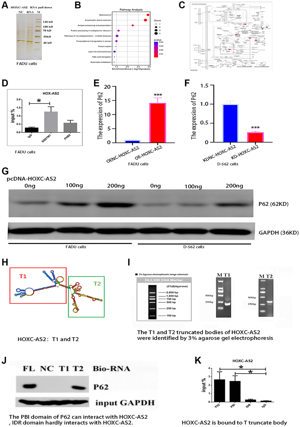 HOXC-AS2 can bind to the SQSTM1 (P62) protein. (A) Analysis of the RNA pulldown results by silver staining after HOXC-AS2 overexpression. (B) Bubble plots showing the results of the pathway analysis. (C) GO enrichment analysis of proteins identified in the HOXC-AS2 RNA pulldown assay. The P62 protein was found to be closely related to autophagy. (D) RIP assay of HOXC-AS2 with SQSTM1 and PHB2 proteins. (E) The mRNA expression level of P62 was confirmed through qRT-PCR analysis after HOXC-AS2 overexpression. (F) The mRNA expression level of P62 was confirmed through qRT-PCR analysis after HOXC-AS2 knockdown. (G) HOXC-AS2 overexpression plasmids were transfected into FADU and D-562 cells (0 ng, 100 ng and 200 ng), and changes in P62 protein expression were detected by western blot analysis. (H) Diagram of HOXC-AS2 gene body truncations: T1 and T2. (I) The T1 and T2 fragments of HOXC-AS2 were identified by 3% agarose gel electrophoresis. (J) The binding of HOXC-AS2 to the P62 protein was confirmed by a gene body truncation experiment. (K) The specific binding domain of HOXC-AS2 and P62 was confirmed by domain binding experiments.