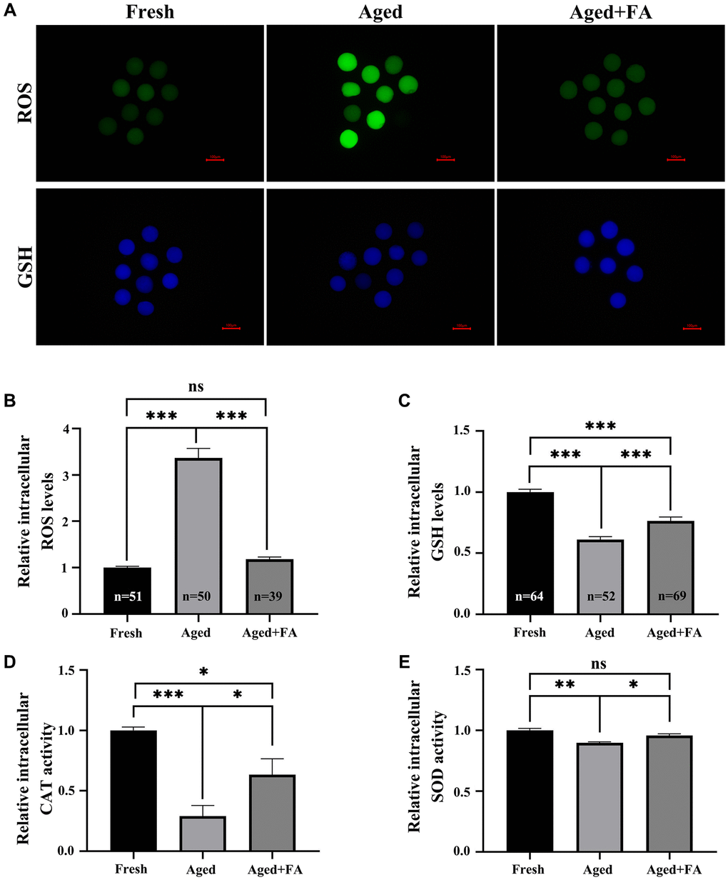 FA relieves aging-induced oocyte oxidation resistance. (A) Oocytes were stained with DCFH and CMF2HC to detect the intracellular ROS and GSH levels. Scale bar: 100 μm. R = 3. (B, C) Relative intracellular levels of ROS and GSH in bovine oocytes of the three groups (Fresh, Aged and Aged + FA group). (D, E) Relative intracellular activity of CAT and SOD in bovine oocytes from the three groups (Fresh, Aged, and Aged + FA). R = 4. *P **P ***P 