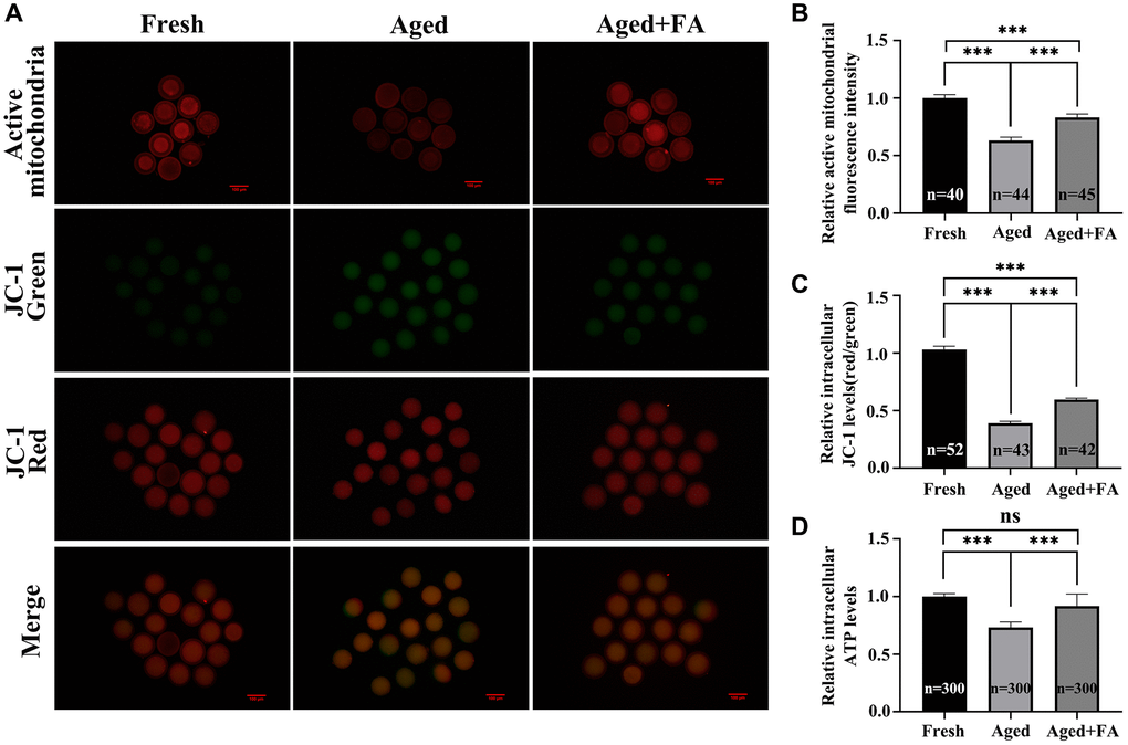 FA alleviates aging-induced oocyte mitochondrial dysfunction. (A) Oocytes were stained with MitoTracker Red CMXRos and JC-1 dyes to detect intracellular mitochondrial activity and MMP levels. Scale bar: 100 μm. R = 3. (B, C) Relative intracellular levels of active mitochondria and MMP in bovine oocytes from the three groups (Fresh, Aged, and Aged + FA group). (D) Relative intracellular ATP levels in bovine oocytes from the three groups (Fresh, Aged, and Aged + FA group). R = 6. *P **P ***P 
