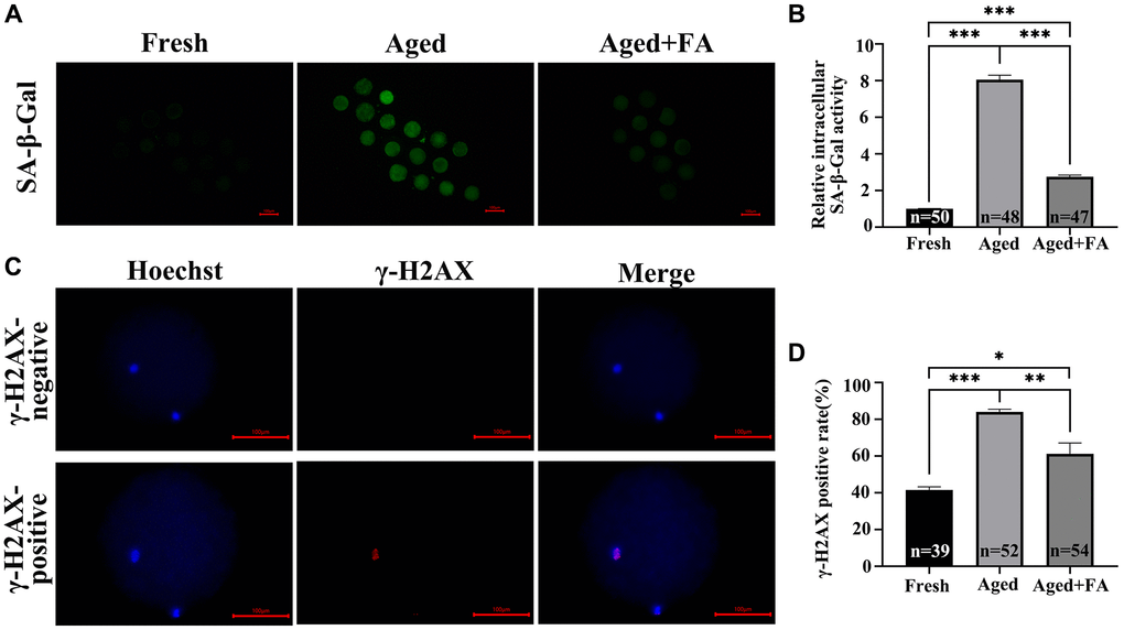 FA mitigates aging-induced cellular senescence and DNA damage. (A) Representative fluorescence images of intracellular SA-β-Gal activity in the three groups (Fresh, Aged, and Aged + FA). Scale bar: 100 μm. R = 3. (B) Relative intracellular levels of SA-β-Gal in bovine oocytes from the three groups (Fresh, Aged, and Aged + FA group). (C) Representative fluorescence images of positive and negative γ-H2AX staining. Scale bar: 100 μm. R = 3. (D) The γ-H2AX positivity rate in bovine oocytes from the three groups (Fresh, Aged, and Aged + FA group). *P **P ***P 