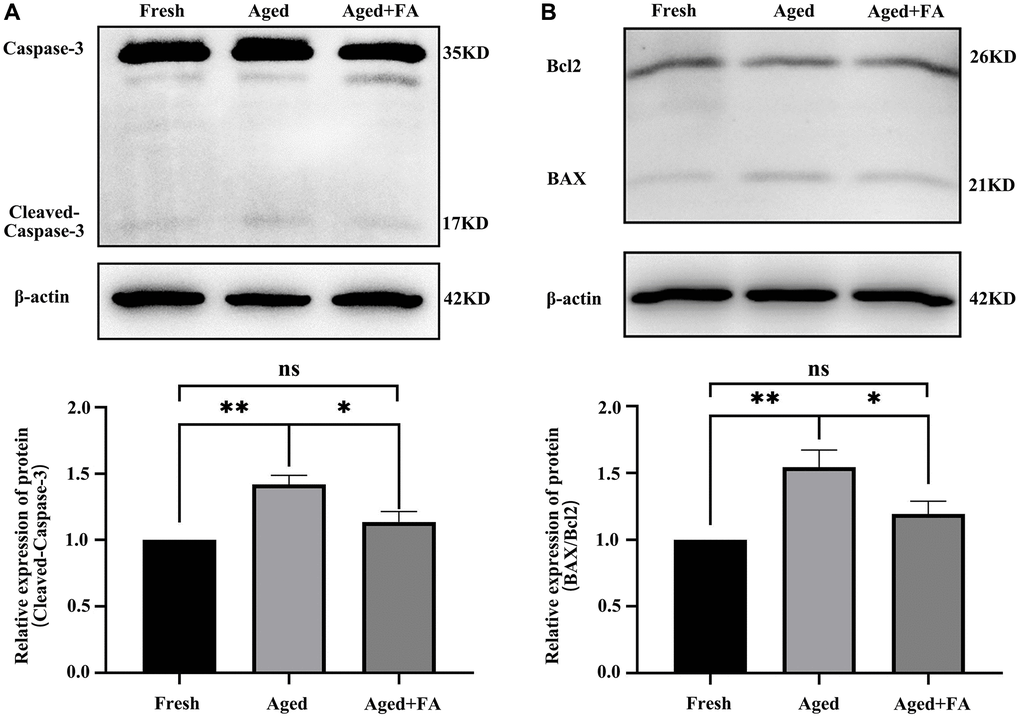 FA inhibits aging-induced oocyte apoptosis. (A, B) Representative Western blot images and relative expression levels of cleaved caspase-3 and BAX/Bcl2 in the three groups (Fresh, Aged, and Aged + FA group). R = 4. *P **P ***P 