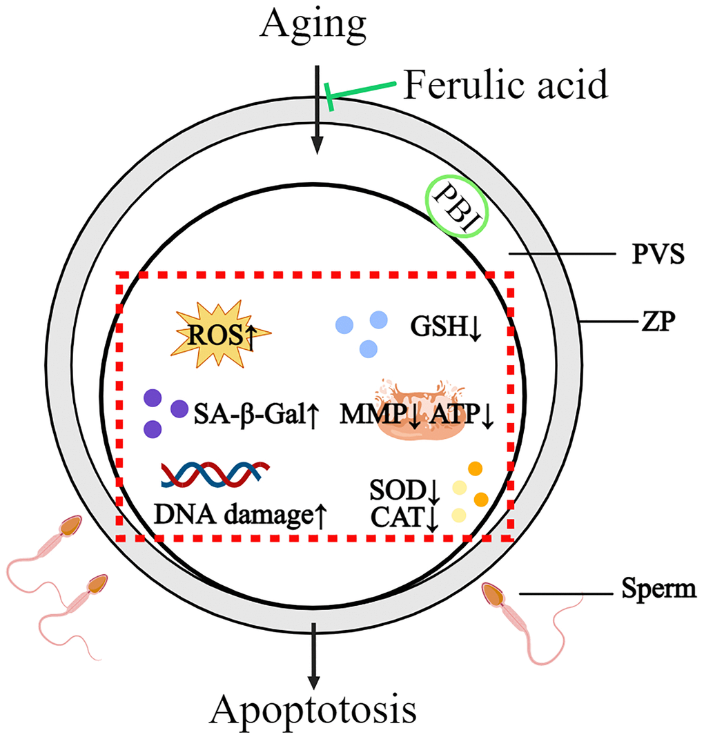 Schematic diagram of the protective action of FA on in vitro-aged bovine oocytes. After FA supplementation, intracellular ROS, SA-β-Gal, and DNA damage were decreased, while intracellular GSH, activity of CAT and SOD as well as mitochondria activity and function (MMP, ATP production) were increased in aged oocyte. These may help oocyte delay aging process and improve oocyte quality.