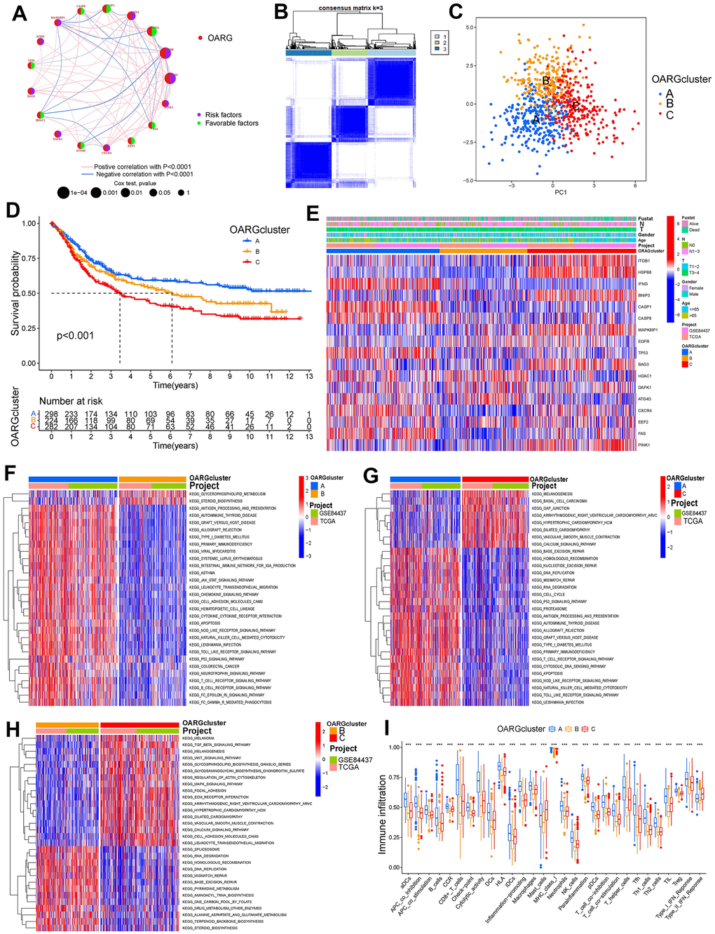 OARG modification patterns and the biological characteristics of each pattern. (A) The interaction of OARGs. (B) Consensus matrix. (C) Principal component analysis for three OARG patterns’ transcriptome profiles. (D) Survival analyses for the three OARG patterns. (E) Clinical characteristics of three OARG modification patterns. (F–H) The activation statuses of biological pathways are displayed in different OARG modification patterns. (I) The infiltration levels of immune cell subsets in three OARG modification patterns.