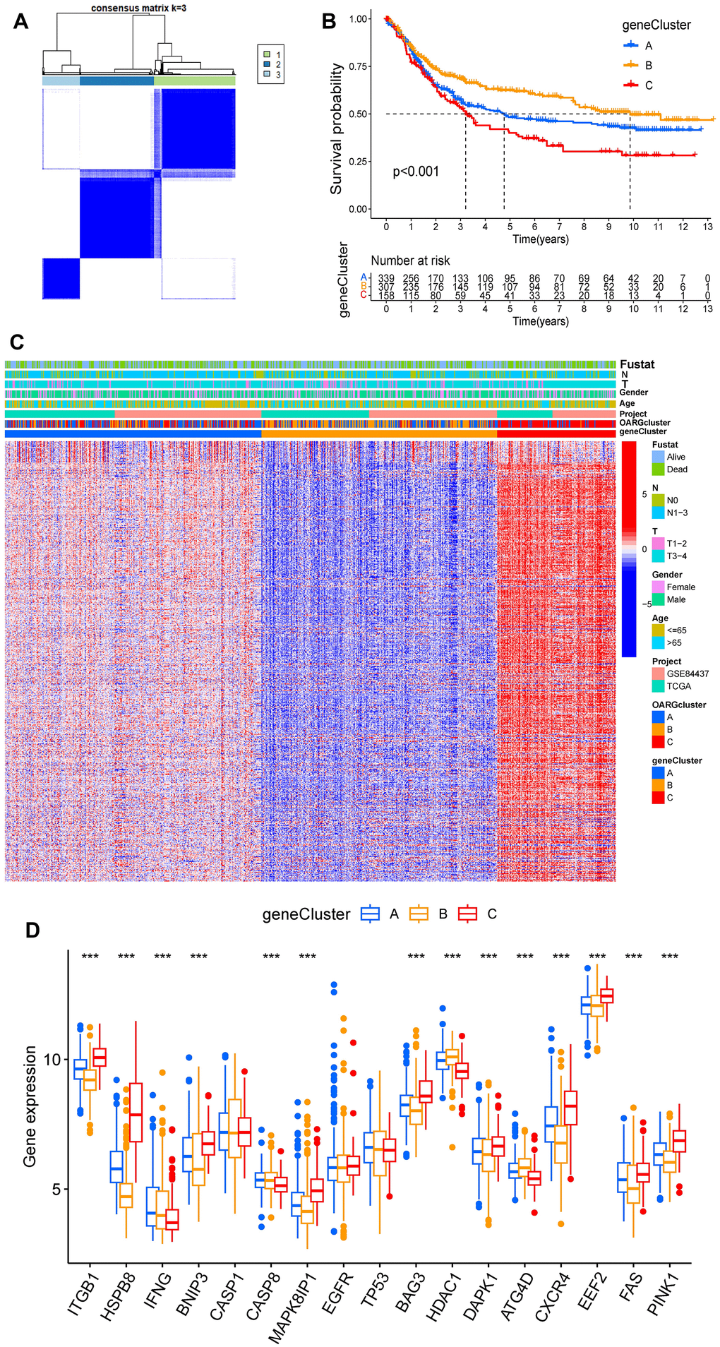 Identification of subtypes based on DEGs. (A) Consensus matrix heatmap when cluster number k = 3. (B) KM analysis of GC patients in three geneClusters. (C) These subgroups’ various clinicopathological traits are displayed by a heatmap. (D) The expression of 17 OARGs in three geneClusters.