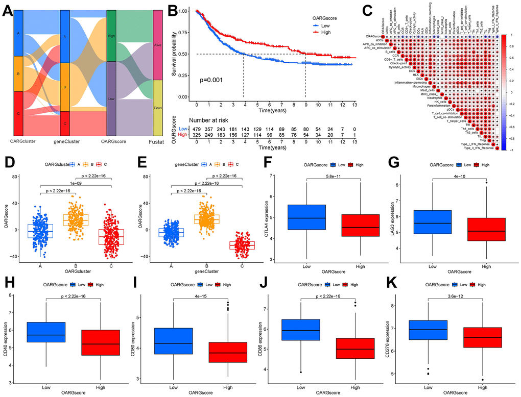 Creation of OARG signature and study of its clinical implications. (A) The Sankey diagram showed the relationship between the survival status of GC patients and the OARGcluster, geneCluster, and OARGscore. (B) Survival outcomes of patients by OARGscore. (C) Association between immune cells and OARGscore. (D) Analysis of OARGscore variation between OARGclusters. (E) Analysis of OARGscore variation among gene clusters. (F–K) Expression of immune checkpoints (CTLA4, LAG3, CD40, CD80, CD86 and CD276) between low- and high-OARGscore groups.