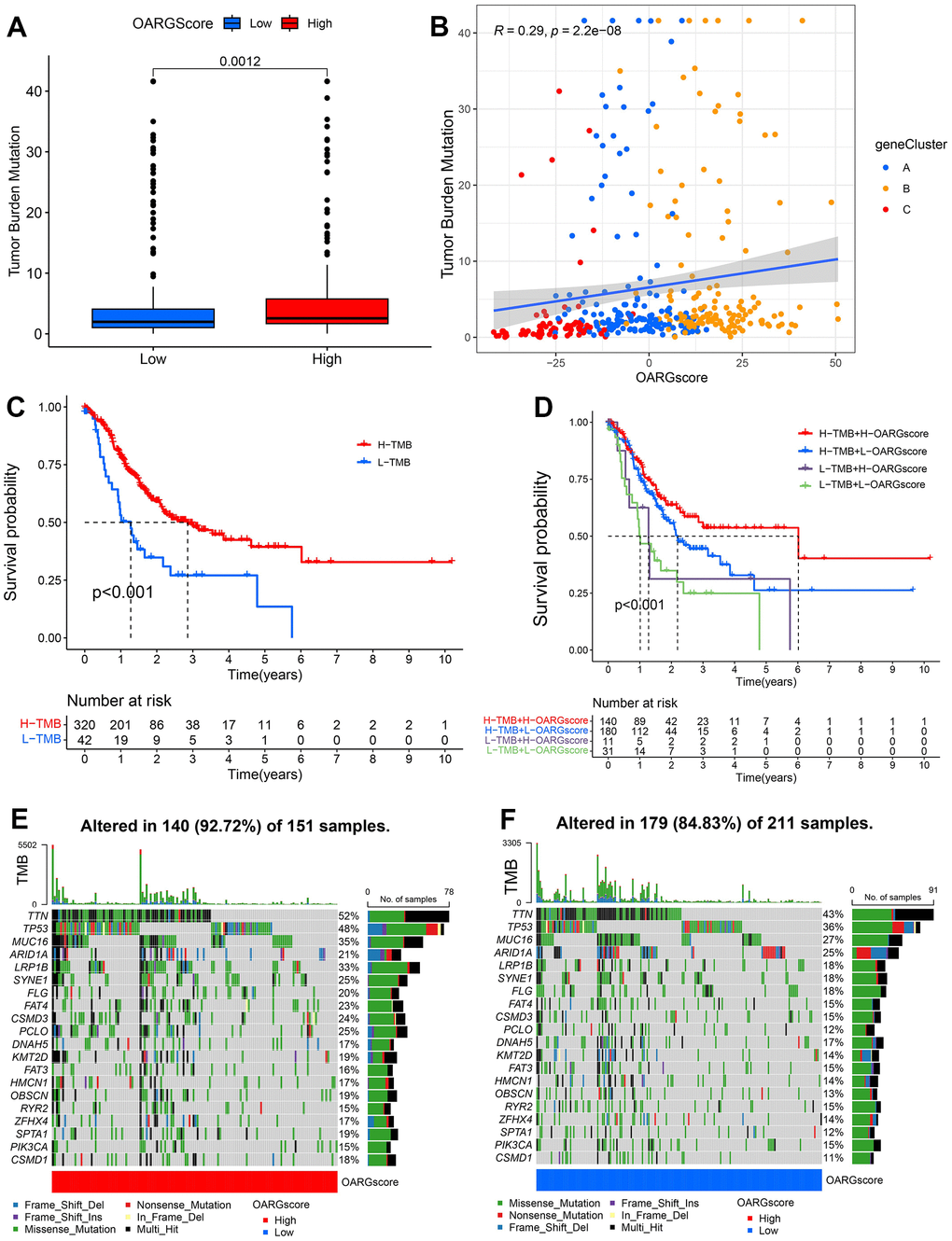 Characteristics of OARG modification in cancer somatic mutation. (A) The differences in the TMB between low- and high-OARGscore groups. (B) The relationship between the TMB and OARGscore. (C) Survival analysis utilizing KM curves for low- and high-TMB groups. (D) KM curves for patients stratified by both TMB and OARGscore. (E, F) Waterfall plot of cancer somatic mutations constructed from patients with (E) high-OARGscore and (F) low-OARGscore.