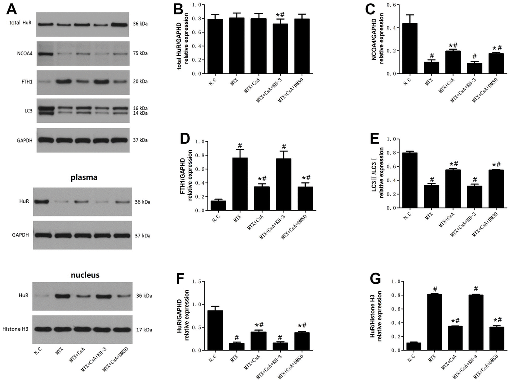Effects of CsA on the expression of HuR and ferritinophagy-related proteins in hippocampus. (A) Representative blots of the total HuR, NCOA4, FTH1, LC3II/LC3I, HuR in the cytoplasm and of HuR in the nucleus in five groups of mice hippocampi. (B–G) Statistical results of the total HuR, NCOA4, FTH1, LC3II/LC3I, HuR in the cytoplasm and of HuR in the nucleus in five groups of mice hippocampi. The data present the means ± standard error of the mean. (n=3 per group). #p 