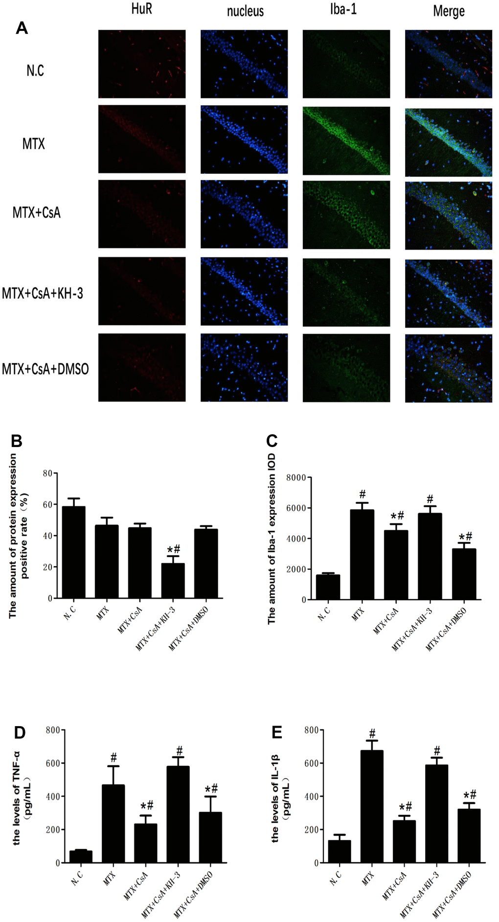 Colocalization of HuR and Iba-1 in mice hippocampi with immunofluorescence. (A) The colocalization of HuR and Iba-1 in mice hippocampi with immunofluorescence. (B) The amount of the HuR protein expression positive rate in the CA1 region of the hippocampus, as determined using immunofluorescence staining. (C) The intensity of Iba-1 in the CA1 region of the hippocampus, as determined using immunofluorescence staining. (D) The levels of TNF-α in five groups of mice hippocampi, as measured using ELISA. (E) The levels of IL-1β in five groups of mice hippocampi, as measured using ELISA. The data present the means ± standard error of the mean. (n=3 per group). #p 