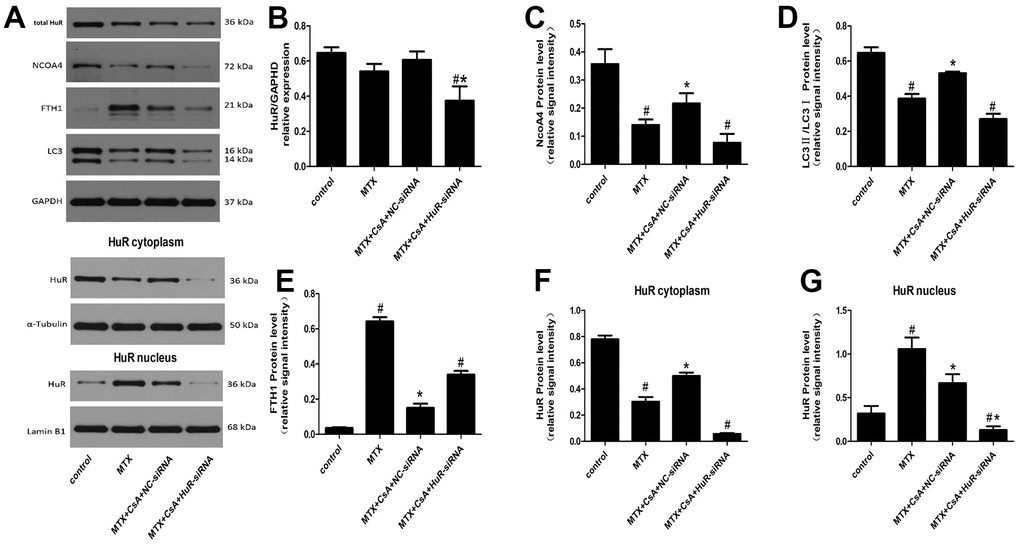 (A) Representative blots of the total HuR, NCOA4, FTH1, LC3II/LC3I, HuR in the cytoplasm and of HuR in the nucleus in HT22 cells after different treatments. (B–G) Statistical results of the total HuR, NCOA4, FTH1, LC3II/LC3I, HuR in the cytoplasm and of HuR in the nucleus in HT22 cells with different treatments. The data present the means ± standard error of the mean. (n=3 per group). #p 