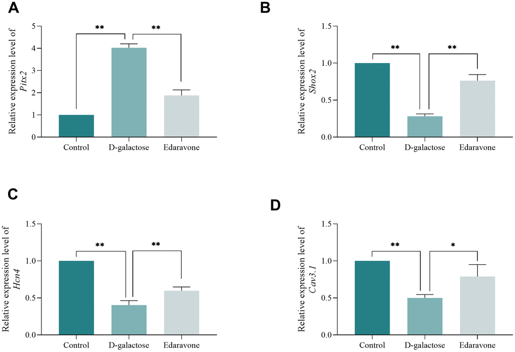 D-galactose causes abnormal expression of pacing-related gene. (A–D) RT-qPCR results for the indicated groups. * represents PP