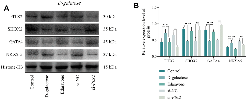 Results of Western blotting assay. (A, B) Results of Western blotting and statistical analysis. * represents P