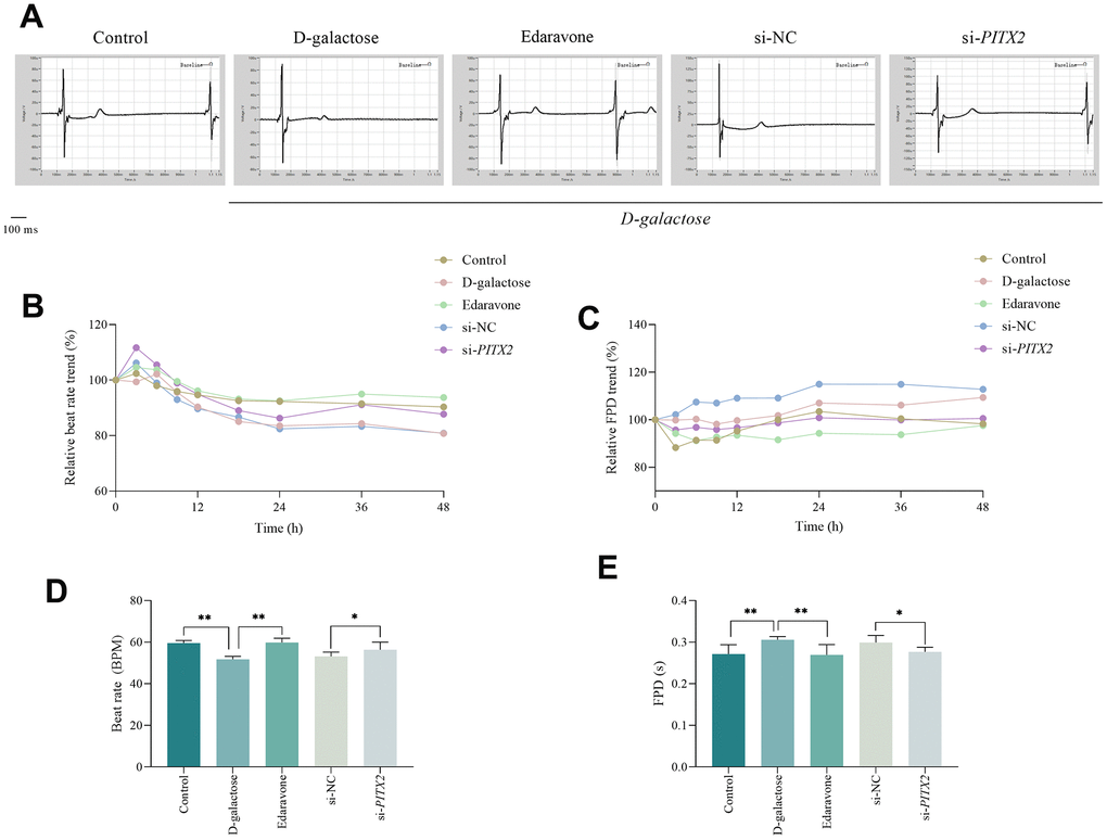 ROS scavenging and PITX2 silencing improves pulsatile function in hiPSC-CMs. (A) Field potential traces of hiPSC-AMs at 48h. (B, C) Relative trend of beat rate and field potential duration. (D, E) Beat rate and field potential duration of hiPSC-AMs at 48h. * represents PPPITX2: si-PITX2 transfection+D-galactose-administered group.