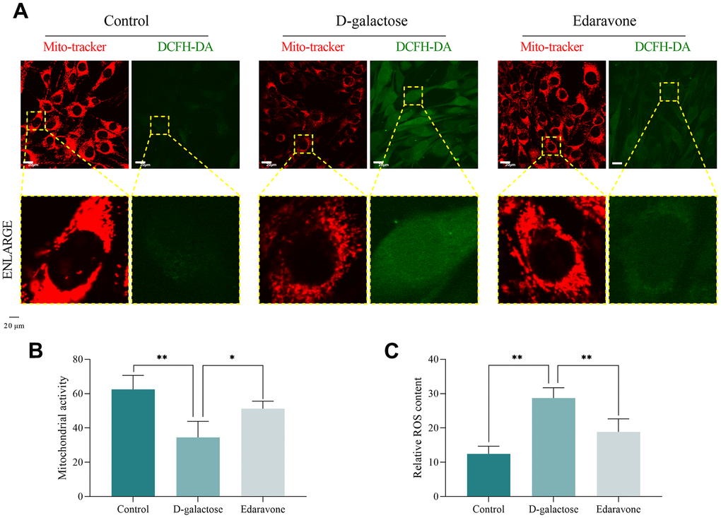 D-galactose causes cell peroxidation and decreased mitochondrial function. (A) Mito-tracker and DCFH-DA staining results for the indicated groups. Scale = 20 μm. (B, C) Staining results for the indicated groups. * represents PP