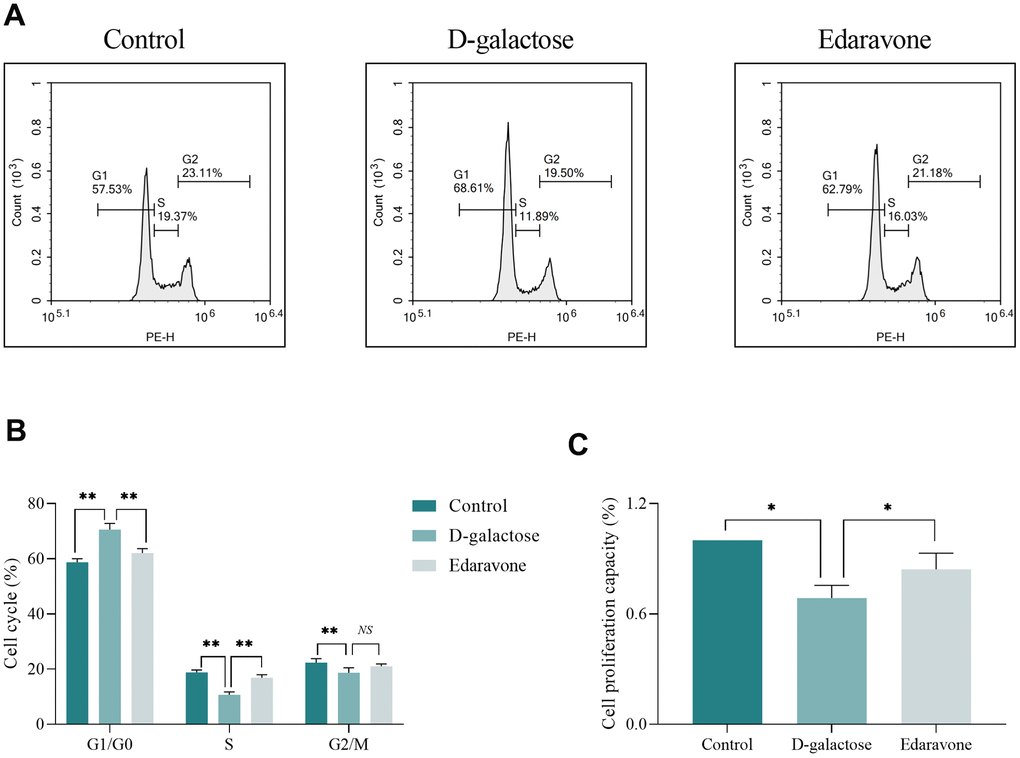 D-galactose causes cell cycle and proliferation abnormalities. (A, B) Results of cell cycle assay. (C) CCK-8 assay results for the indicated groups. NS represents P>0.05; * represents PP