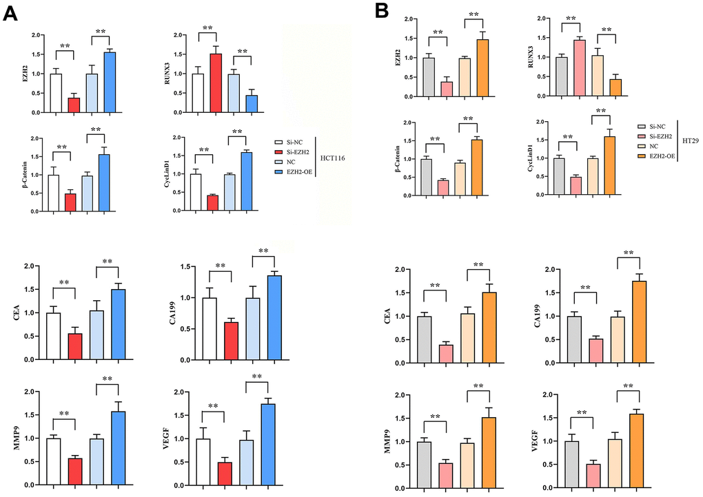 Effect of transfection in colon cancer cells HCT116, HT29 on the expressions of EZH2, RUNX3, CEA, CA199, MMP-9, VEGF, β-catenin and CyclinD1 genes. (A) Relative expression of EZH2, RUNX3, CEA, CA199, MMP-9, VEGF, β-catenin and CyclinD1 genes in HCT116 cells; (B) Relative expression of EZH2, RUNX3, CEA, CA199, MMP-9, VEGF, β-catenin and CyclinD1 genes in HT29 cells. (**P 