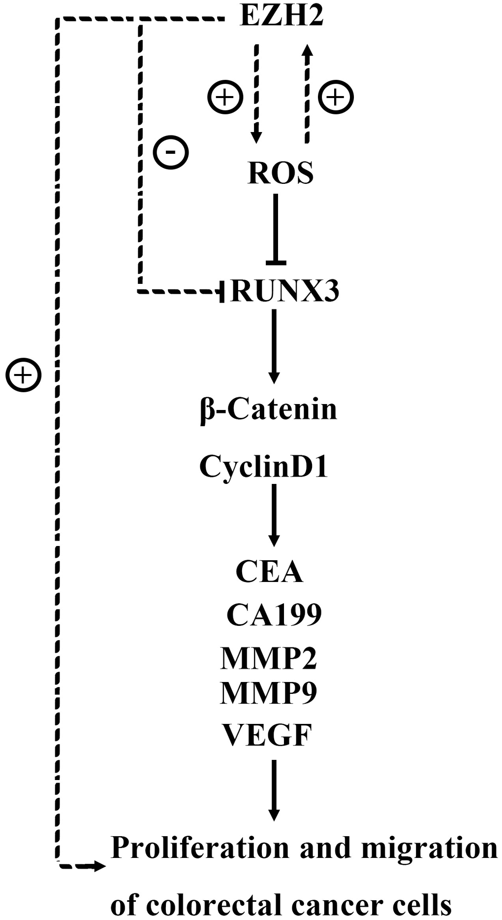 The EZH2 gene may target regulatory RUNX3 regulation via the Wnt/β-catenin signaling pathway, thereby affecting the proliferation, apoptosis, migration, and invasion of colon cancer cells.