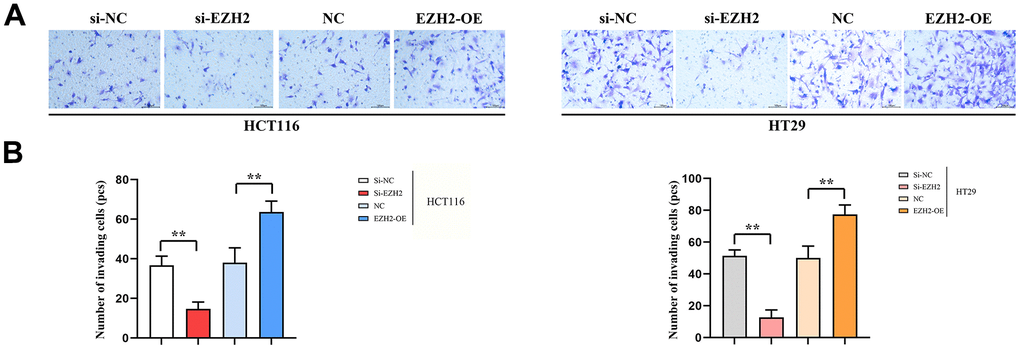 Number of transmembrane cells (100PX). (A) Invasion results plot of HT29 cells and HCT116 cells; (B) HT29 cell and HCT116 cell invasion statistics. (**P P 