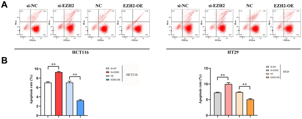 Effect of EZH2 on early apoptosis of HCT116 and HT29 cells. (A) Plot of apoptosis outcomes in HCT116 and HT29 cells; (B) Apoptosis data of HCT116 and HT29 cells. (**P 