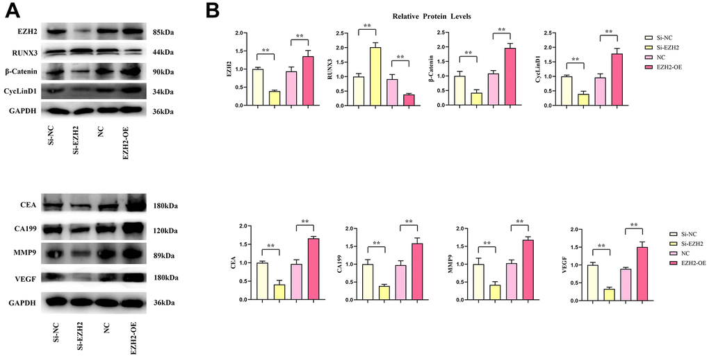 Effects of EZH2 on the expression of RUNX3, CEA, CA199, MMP-9, VEGF, β-catenin and CyclinD1 proteins in colon cancer. (A) Protein banding plots for EZH2, RUNX3, CEA, CA199, MMP-9, VEGF, β-catenin 1, CyclinD1; (B) Relative protein expression levels of EZH2, RUNX3, CEA, CA199, MMP-9, VEGF, β-catenin 1, CyclinD1. (** P 