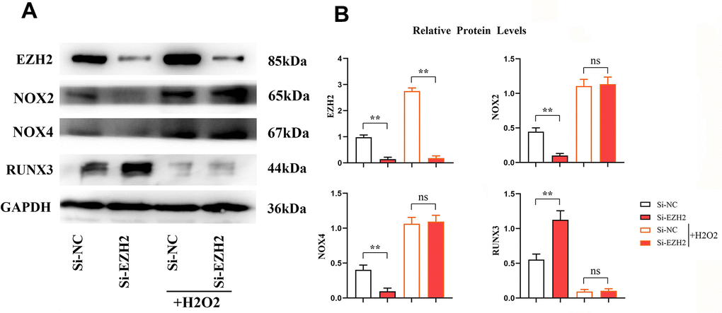 EZH2 can regulate RUNX3 through oxidative stress. (A) Protein banding plots for EZH2, RUNX3, NOX2 and NOX4; (B) Relative protein expression levels of EZH2, RUNX3, NOX2 and NOX4. (** P P>0.05; N=3/Group).