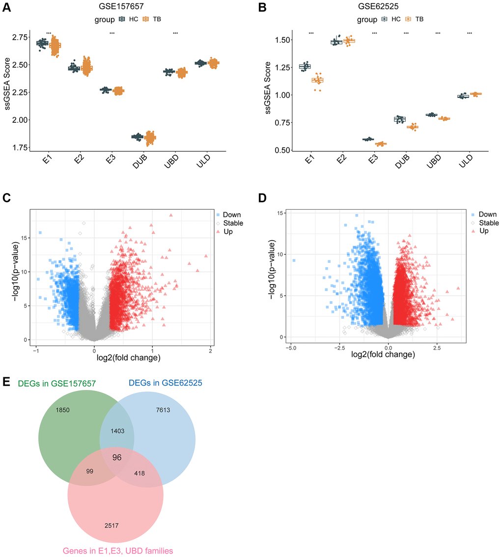Ub-related DEGs identified in TB. ssGSEA score of E1, E2, E3, DUB, UBD, ULD in GSE157657 (A) and GSE62525 (B) dataset. The volcano plotting of DEGs in GSE157657 (C) and GSE62525 (D) dataset. (E) The overlapping of genes between DEGs and Ub-related genes. DEGs, differentially expressed genes. ssGSEA, single sample gene set enrichment analysis. ***p 