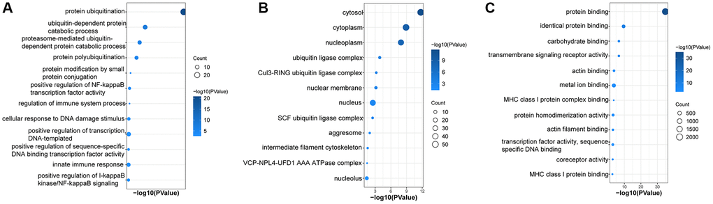 Enrichment in GO analyses based on UbDEGs. Enrichment in GO BP (A), CC (B) and MF (C) analysis. Abbreviations: GO: Gene Ontology; BP: Biological process; CC: Cellular component; MF: Molecular function.