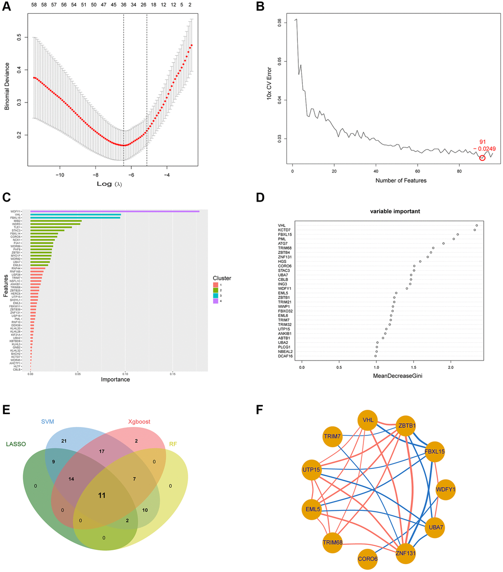 Employment of machine learning techniques in identifying the Ub-related hub gene. (A–D) Construction of Ub-related genes using LASSO, SVM, Xgboost, and RF. (E) The overlapping of hub genes between the four machine learning algorithms illustrated by Venn diagram. (F) The relationship between the 11 Ub-related hub genes. Abbreviations: LASSO: least absolute shrinkage and selection operator; SVM: support vector machine; XGBoost: eXtreme Gradient Boosting; RF: random forest.