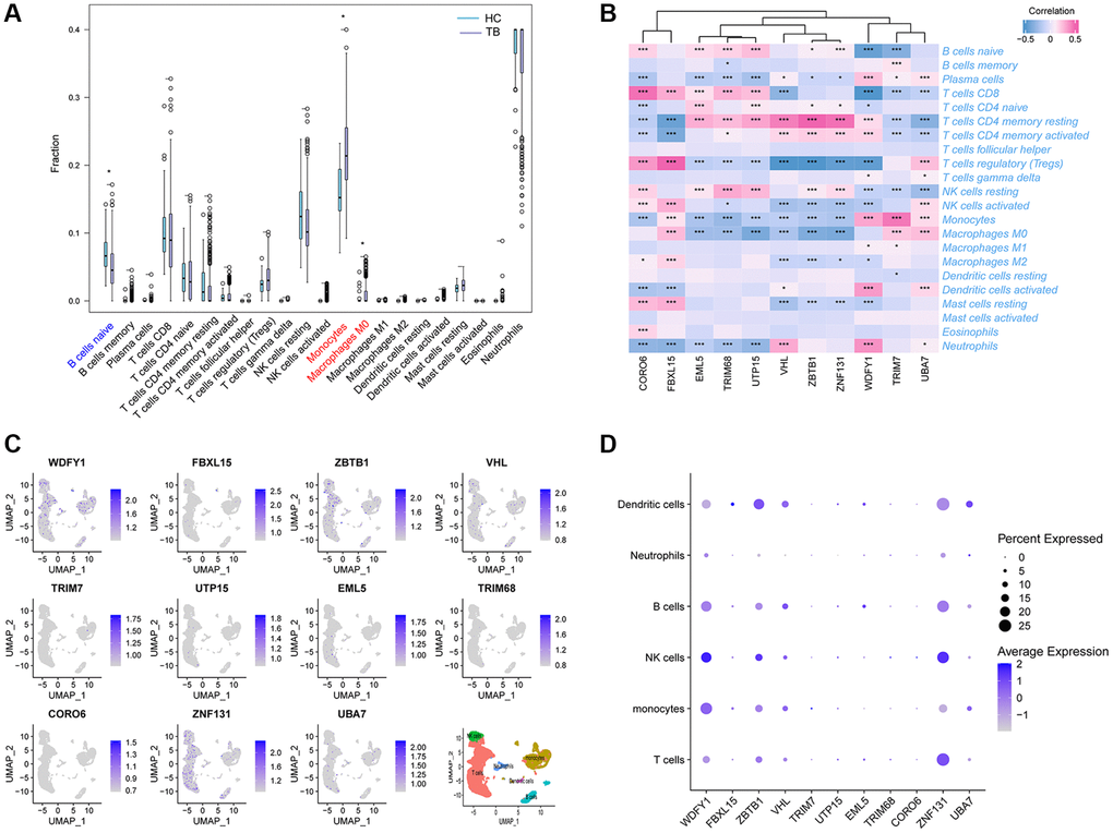 Immune cell enrichment in patients with TB. (A) The proportion of all 22 types of immune cells. (B) The relationship between 11Ub-related hub genes and 22 immune cells. (C) The location of the 11 Ub-related genes. (D) Dot plot showing the 11 Ub-related genes in each cell cluster. *p ***p 