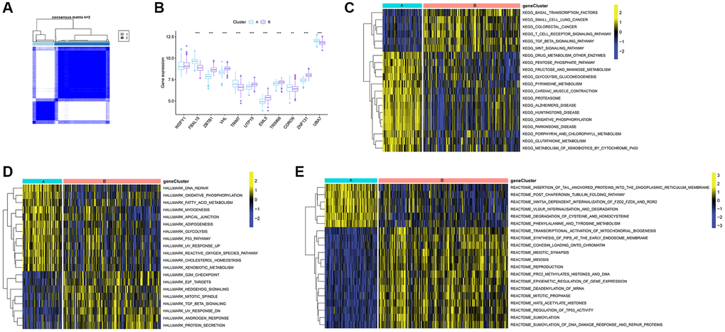 Identification of Ub-related subclusters in TB samples and GSVA. (A) Subclusters were performed with 11 Ub-related hub genes. (B) Boxplot showing the expression level of 11 Ub-related hub genes in cluster A and B. Enrichment of pathways based on the KEGG (C), HALLMARK (D), and Reatcome pathway (E). GSVA, gene set variation analysis. **p ***p 