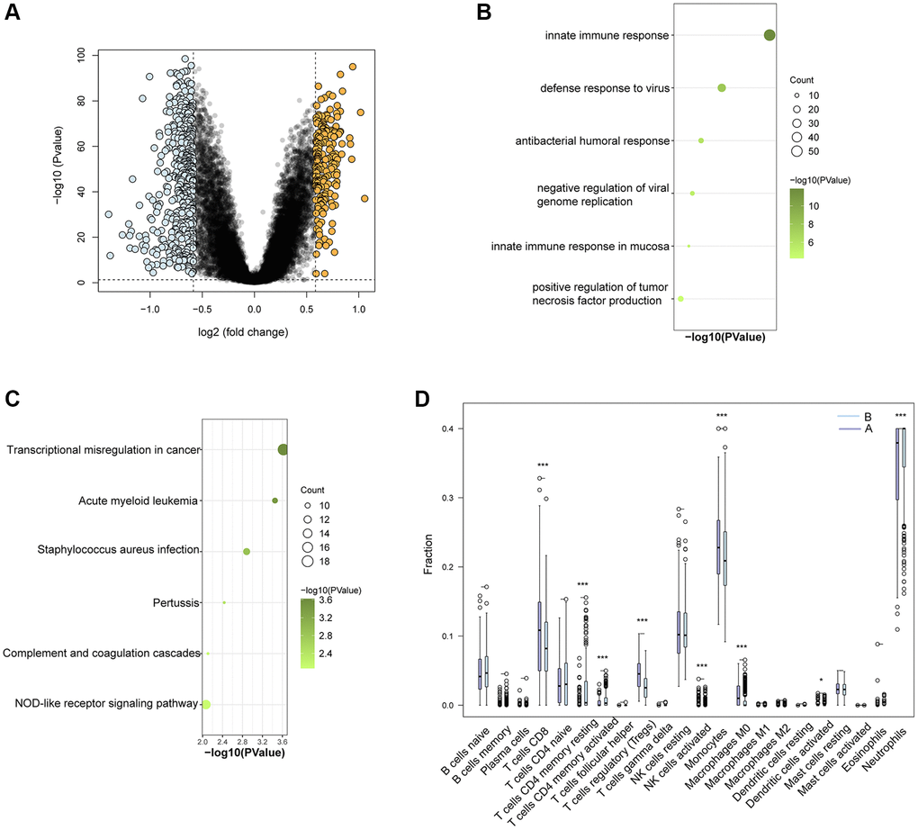 Functional and immune cell enrichment analysis between Ub-related subcluster. (A) The volcano plotting of DEGs. (B) Enrichment items in GO BP and (C) KEGG pathway analysis. (D) The proportion of all 22 types of immune cells. *p ***p 