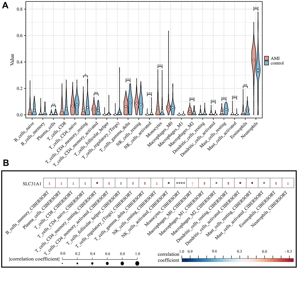 Assessment of the infiltration of various immune cell types in both AMI and healthy control and their correlation with SLC31A1 expression. (A) Violin plot demonstrating the comparison of abundance of infiltrating immune cell types in the AMI group and healthy control. (B) Spearman correlation analysis between the SLC31A1 expression and diverse infiltrating immune cell types.