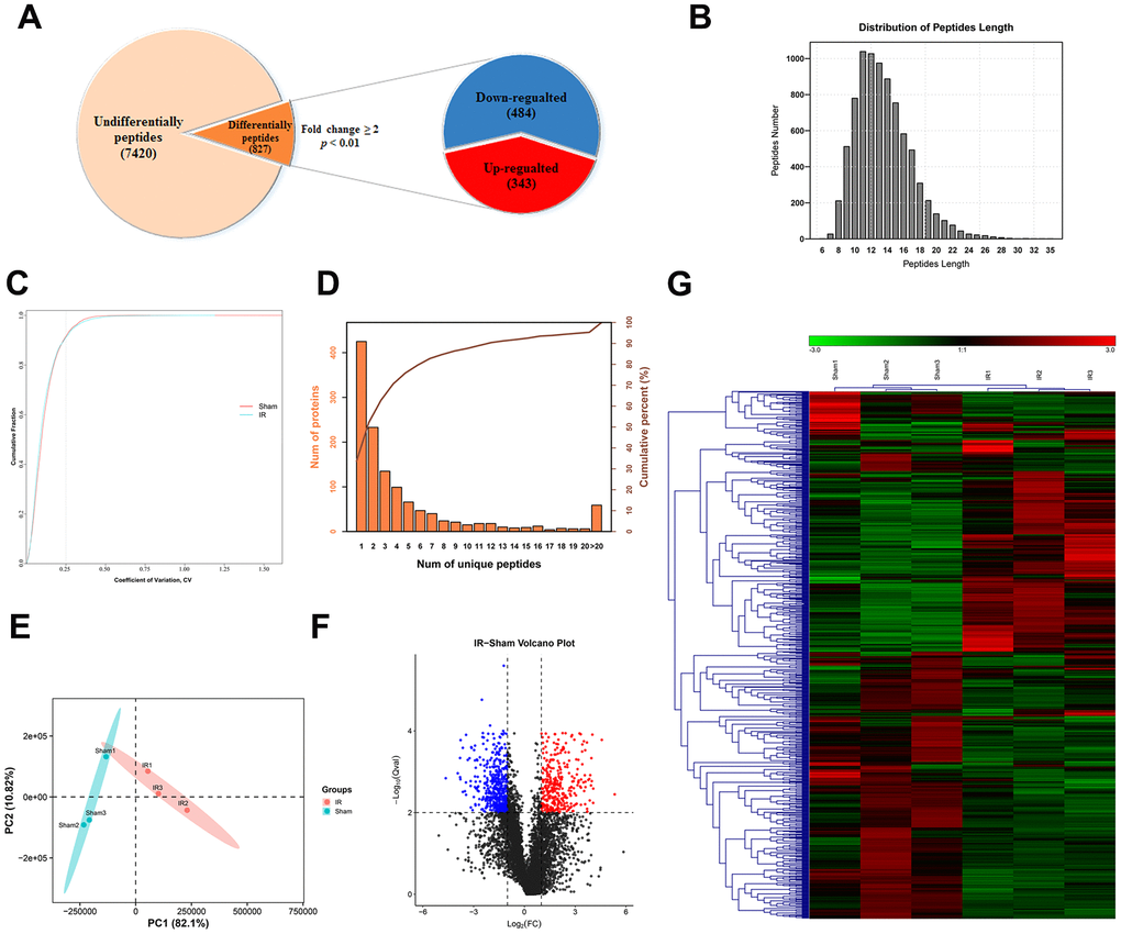 General characteristic of DEPs identified by LC-MS/MS. (A) Among the 8246 peptides screened, 827 DEPs were identified (fold change ≥ 2 and p B) Peptide length distribution of DEPs. (C) Coefficient of variation of the sham operated and the I/R groups. (D) Number of unique peptide lengths. (E) Principal component analysis of the peptides identified in each tissue. (F, G) Volcano plot (F) and hierarchical clustering (G) of DEPs. The rows represent the expression profiles of DEPs, and the columns represent the corresponding tissue sample. The color red represents higher expression levels, whereas the color blue represents lower expression levels.