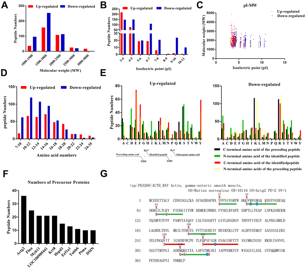 Characteristics of the identified DEPs. (A) Molecular weight distribution. (B) Isoelectric point distribution. (C) Scatter plot of molecular weight versus isoelectric point. (D) Length in terms of the number of amino acids. (E) Distribution of the cleavage sites of the DEPs and diagram of the cleavage site distribution. (F) Peptides sharing the same precursors. (G) Peptides that originated from the precursor Actg2.