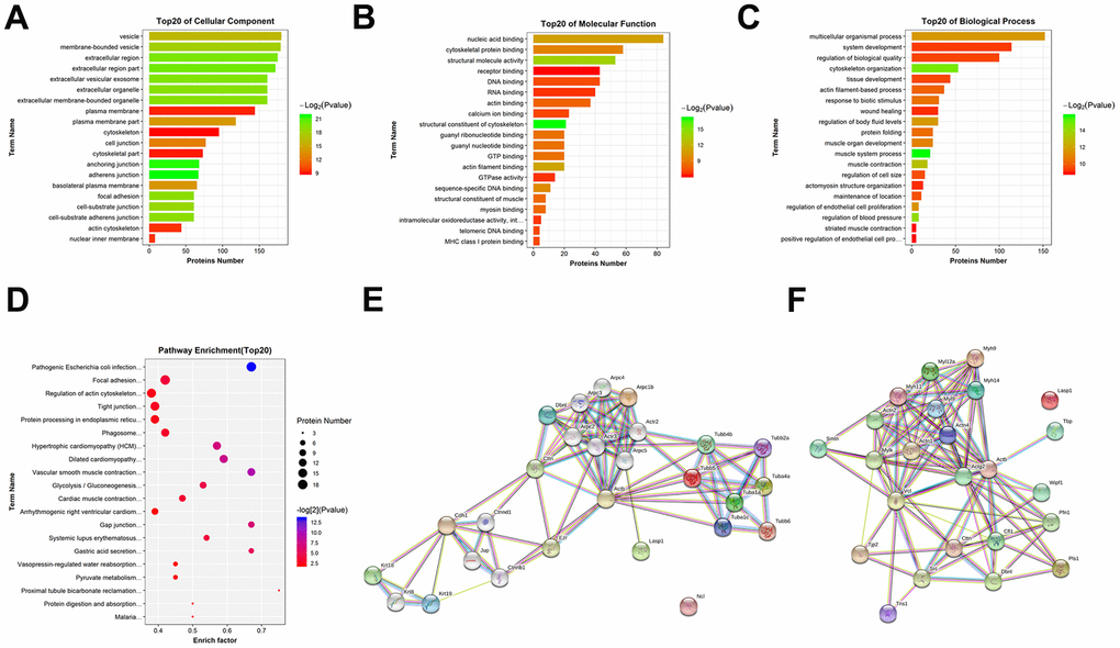 GO and KEGG pathway analysis of the precursor proteins of DEPs. (A) Cellular components. (B) Molecular functions. (C) Biological processes. (D) KEGG pathway analysis. (E) Interaction network analysis of pathogenic Escherichia coli infection. (F) Interaction network analysis of TJ. These network images were generated by STRING.