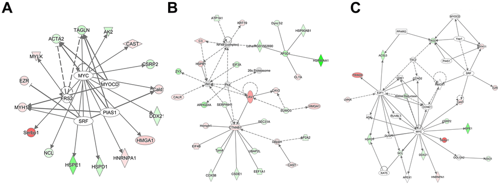 Analysis of the interaction network and upstream effects of the 827 DEPs and their precursor proteins. (A) Analysis of upstream effects in these biological events. (B) Networks related to endocrine system disorders, organismal injury, and abnormalities. (C) Networks related to cell cycle, cell death and survival, and gene expression. The intensity of the node color reflects the degree of upregulation (green) or downregulation (red).