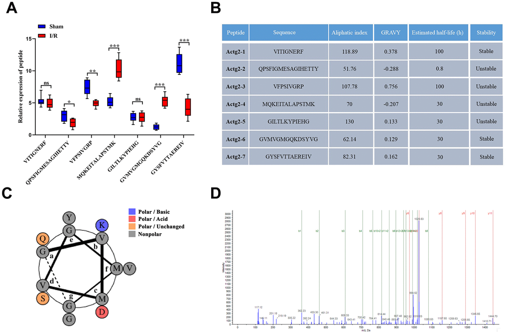 Expression profiles and basic features of Acgt-2-derived peptides. (A) Relative expression levels of seven peptides derived from Acgt-2 were evaluated by PRM. (B) Basic features of Actg-2 derived peptides. (C) Helical wheel projections of Actg2-6. (D) The product ion spectrum of Actg2-6. ns=not significant, *P P P 