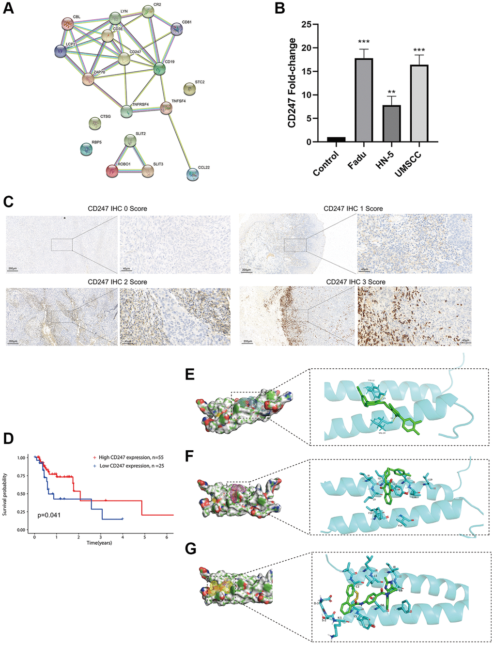 Identification and validation of the key target and prediction of candidate small molecule compounds. (A) The PPI network of the ICF gene signature (interaction score ≥ 0.4). (B) The expression analysis of CD247 in control mucosal epithelia cells and HNSCC cell lines. (C) IHC staining of CD247 in HNSCC tissues. (D) Kaplan-Meier survival analysis of HNSCC patients according to CD247 IHC scores. The molecular docking diagram shows the interaction between the small molecules Eltrombopag (E), ZINC116473771 (F), and Conivaptan (G) with CD247.