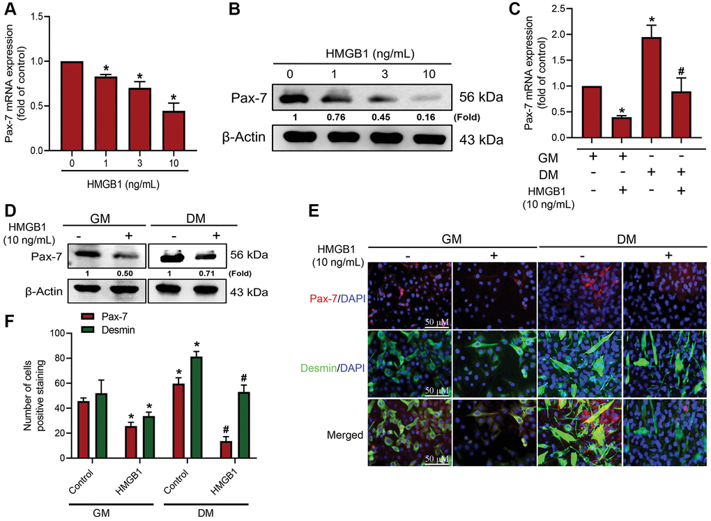 HMGB1 inhibits Pax-7 synthesis in skeletal muscle myoblasts. After exposing C2C12 cells to HMGB1 for 24 h, the expression of Pax-7 mRNA and protein was examined by (A) qRT-PCR (n = 3) and (B) western blotting assay (n = 3). C2C12 cells were cultured in growth medium (GM) and differentiation medium (DM) for three days with or without HMGB1 (10 ng/mL) for 24 h, after which Pax-7 expression was examined using (C) qRT-PCR (n = 3) and (D) western blotting assay (n = 3). (E) Immunofluorescence staining showing the expression of Pax-7 and desmin in C2C12 cells cultured in GM and DM after HMGB1 treatment (n = 3). Pax-7 is indicated by red coloring, desmin is indicated by green, and DAPI is shown in blue. Scale bars = 50 μm. (F) Number of positively stained cells were quantified by ImageJ software (n = 3). β-Actin was used as the loading control. All data are presented as the mean ± SD of triplicate experiments. *p #p 