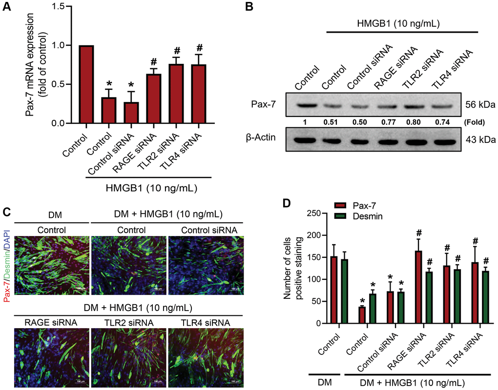RAGE, TLR2, and TLR4 receptors are involved in the downregulation of Pax-7 expression by HMGB1. C2C12 cells were pre-treated with 100 nM siRNA against RAGE, TLR2, or TLR4 for 24 h and then subjected to HMGB1 (10 ng/mL) stimulation for 24 h. The expression levels of Pax-7 mRNA and protein were respectively analyzed by (A) qRT-PCR (n = 3) and (B) western blotting assay (n = 3). (C) Immunofluorescence staining was used to visualize the expression of Pax-7 and desmin in C2C12 cells in DM after HMGB1 treatment (10 ng/mL) with indicated siRNAs (n = 3). Pax-7 is indicated by red coloring, desmin is indicated by green, and DAPI is shown in blue. Scale bars = 100 μm. (D) Number of positively stained cells were quantified by ImageJ software (n = 3). β-Actin was used as the loading control. All data are presented as the mean ± SD of triplicate experiments. *p #p 